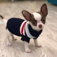 Camisola malha listrada ou de Natal para Chihuahua